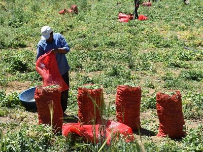 Afyonkarahisar'ın bezelyesinde yüksek verim