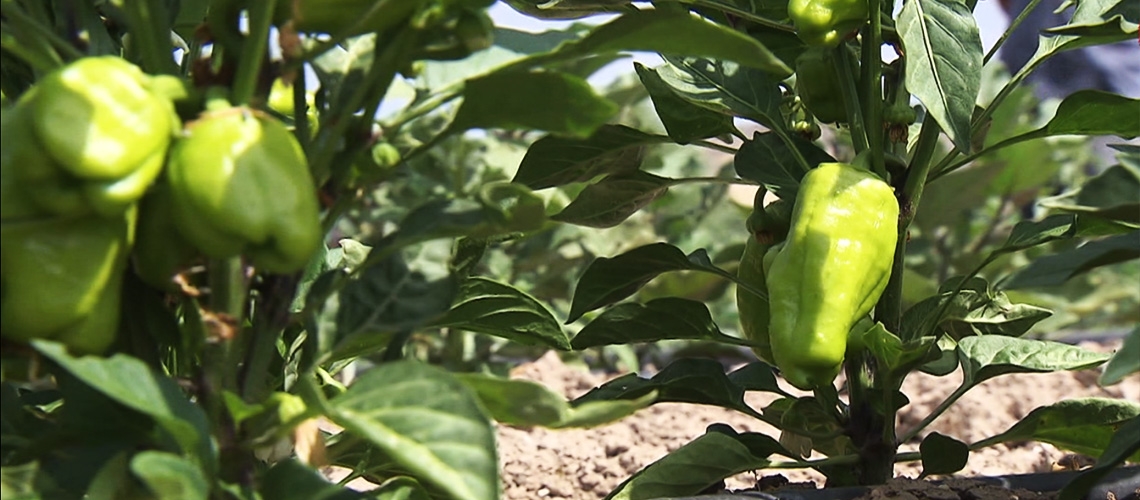 Biber Yetiştiriciliği