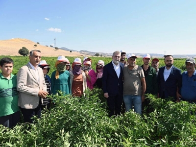 Maraş biberinde hasat zamanı