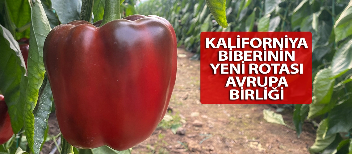 Kaliforniya biberinin yeni rotası Avrupa Birliği