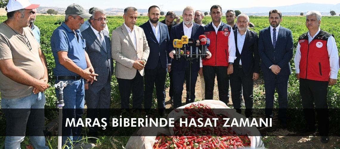Maraş biberinde hasat zamanı