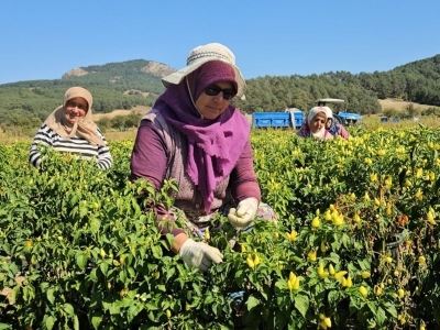 Sındırgı’da biberiye hasadı başladı