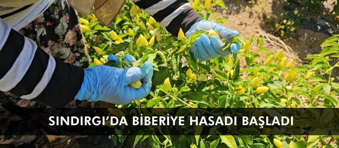 Sındırgı’da biberiye hasadı başladı