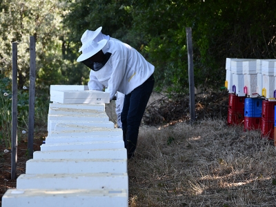 Bilecik’te bal üretimi arttı