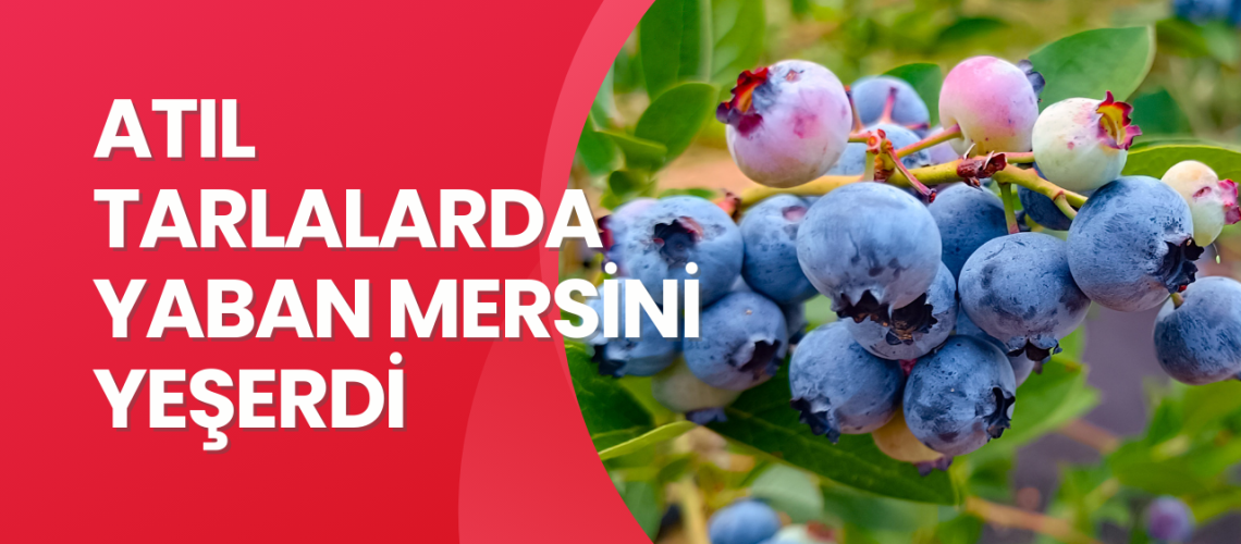 Atıl tarlalarda yaban mersini yeşerdi