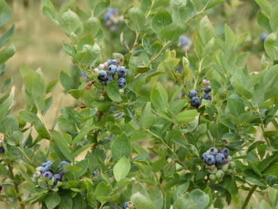 Atıl tarlalarda yaban mersini yeşerdi