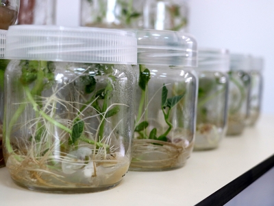 Üreticilere destek için ‘bilim tarlası’