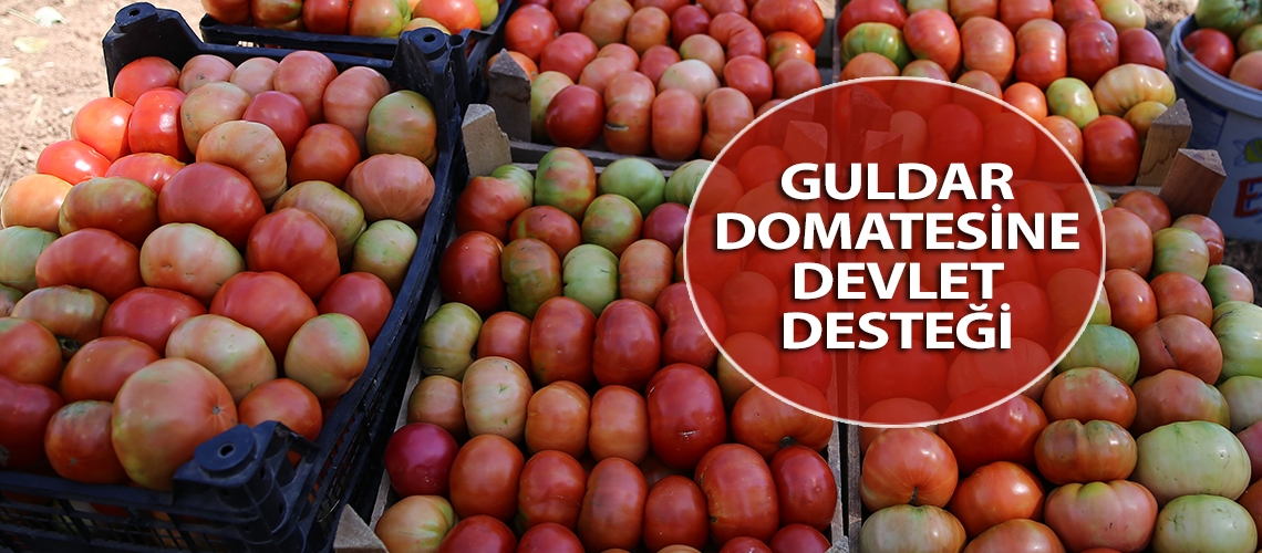 Guldar domatesine devlet desteği