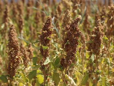 Kinoa Bingöl’de üretilecek