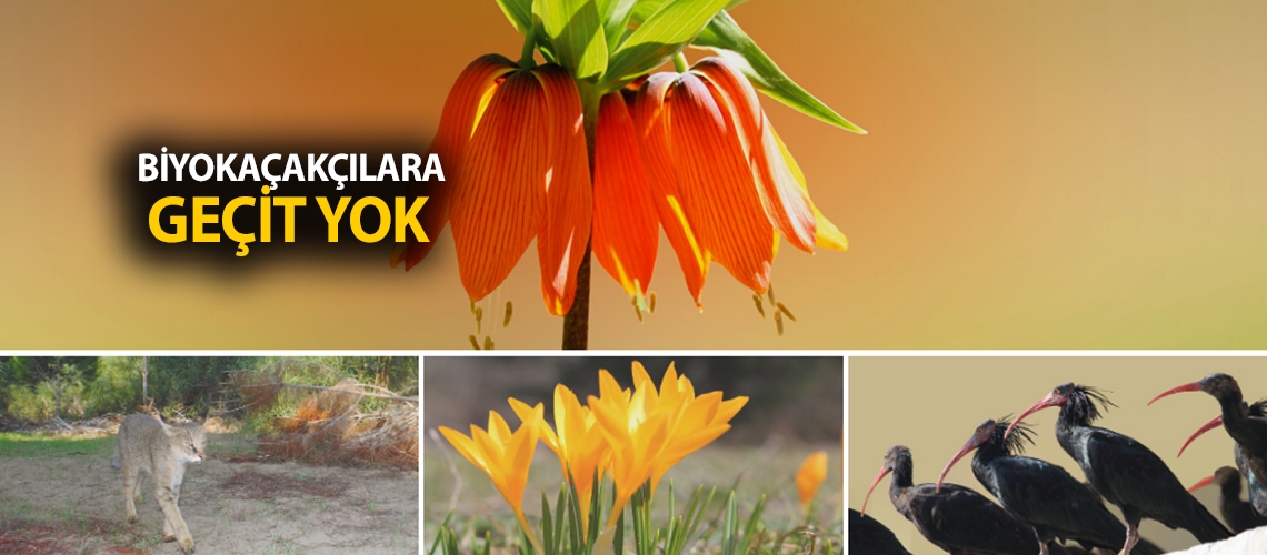 Biyokaçakçılara geçit yok
