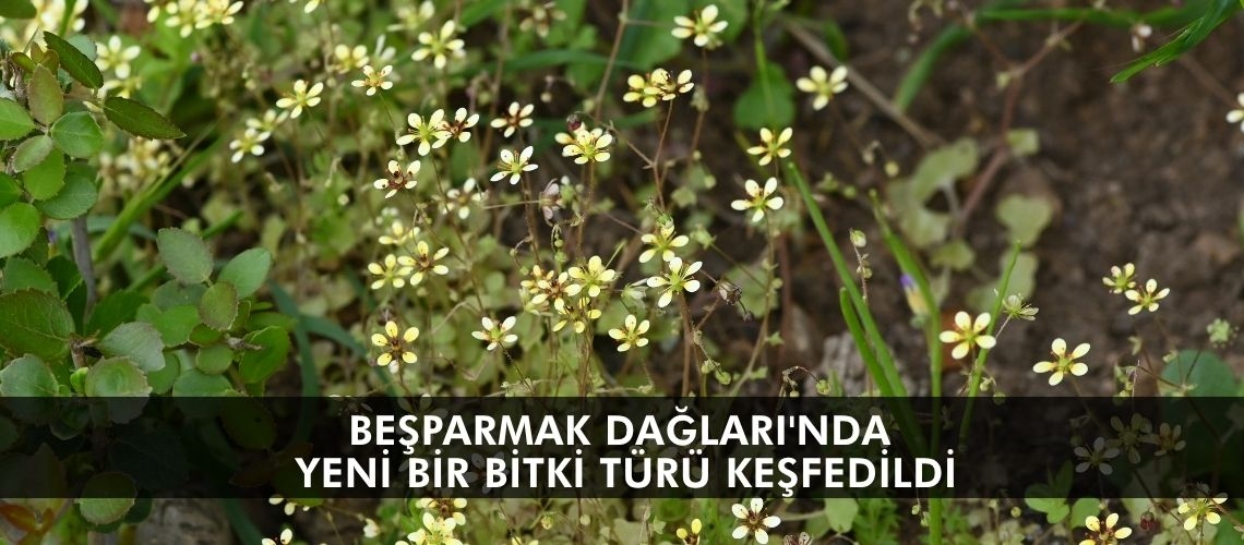 Beşparmak Dağları'nda yeni bir bitki türü keşfedildi