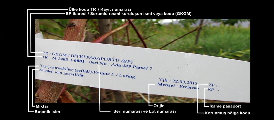 Bitki Pasaportu
