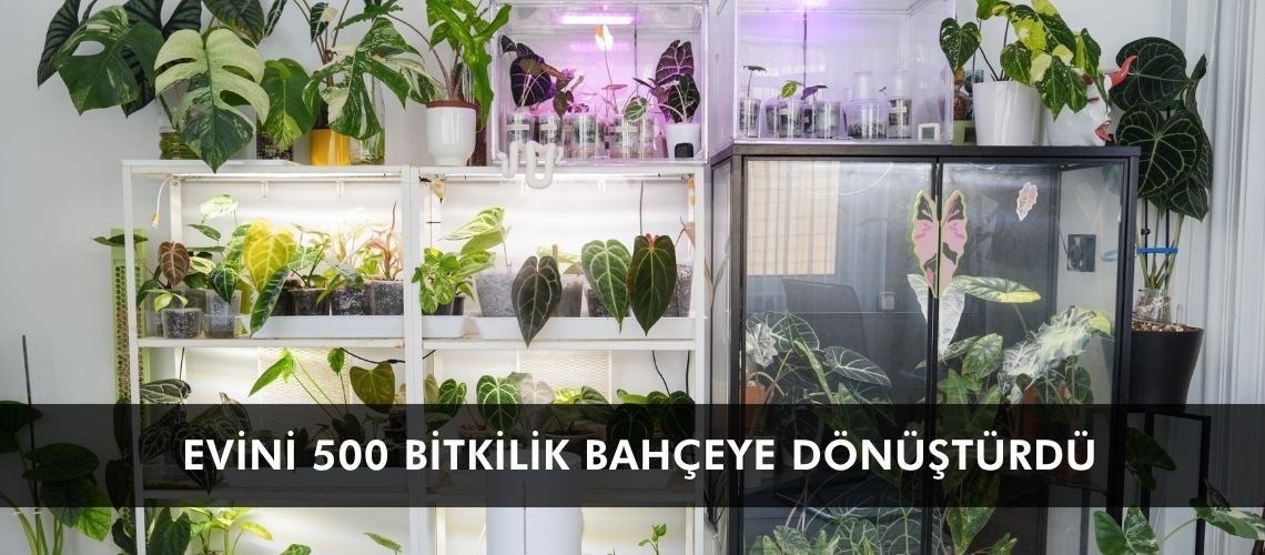 Evini 500 bitkilik bahçeye dönüştürdü
