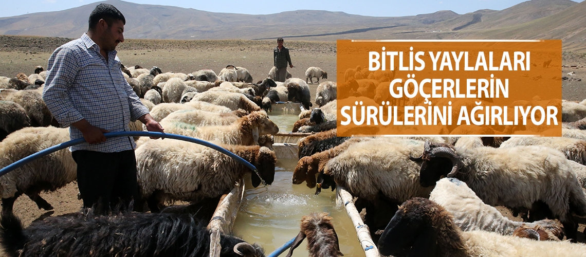 Bitlis yaylaları göçerlerin sürülerini ağırlıyor