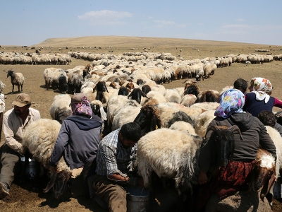 Bitlis yaylaları göçerlerin sürülerini ağırlıyor