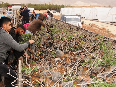Mardin’de bıttım fidanı dağıtıldı