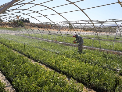 Mardin'in kıraç arazileri bıttım fidanlarıyla donatılıyor