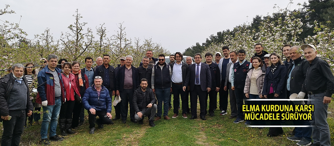 Elma kurduna karşı mücadele sürüyor