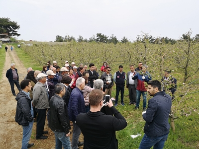 Elma kurduna karşı mücadele sürüyor