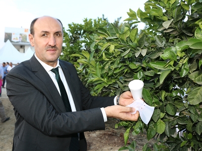 Avcı böcekler turunçgili koruyacak