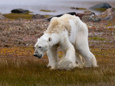 1 milyon canlı türü tehlikede