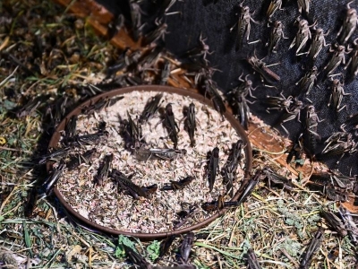 Yem olarak üretilen böcekler bilime de hizmet ediyor