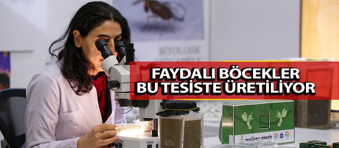 Faydalı böcekler bu tesiste üretiliyor