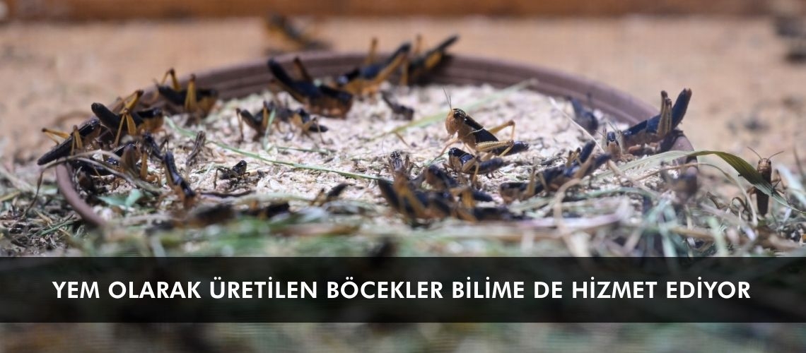 Yem olarak üretilen böcekler bilime de hizmet ediyor
