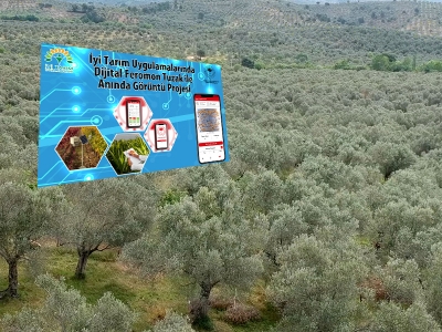 Zeytinlik zararlıları dijital takipte