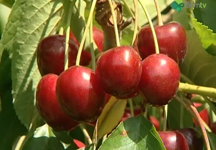 Bodur Kiraz Yetiştiriciliği