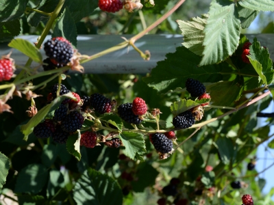 Kahramanmaraş’ta böğürtlen hasadı sürüyor