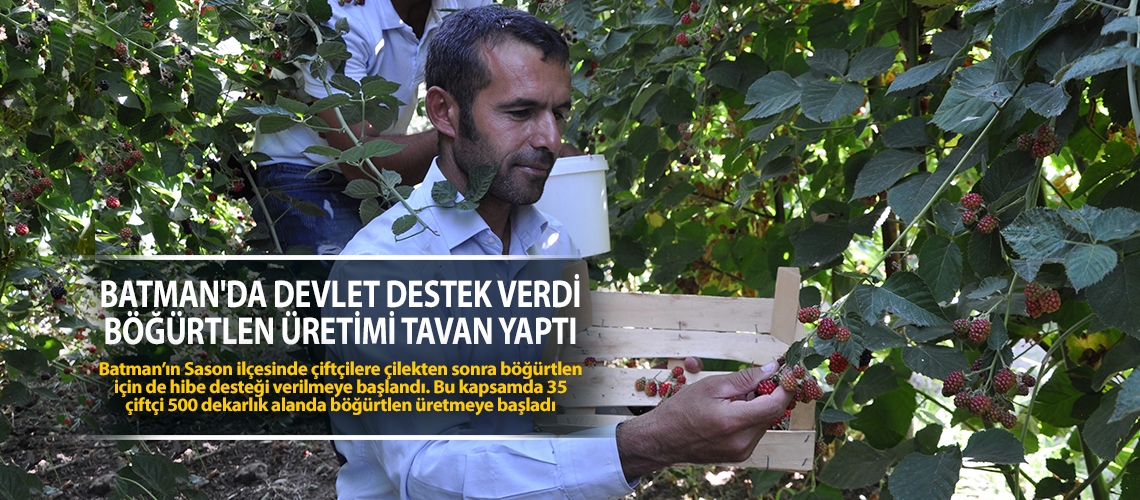 Batman'da devlet destek verdi böğürtlen üretimi tavan yaptı