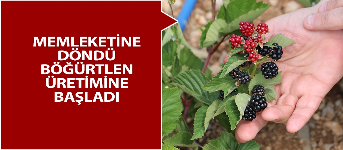 Memleketine döndü böğürtlen üretimine başladı