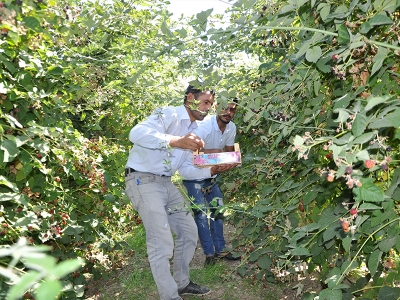 Batman'da devlet destek verdi böğürtlen üretimi tavan yaptı