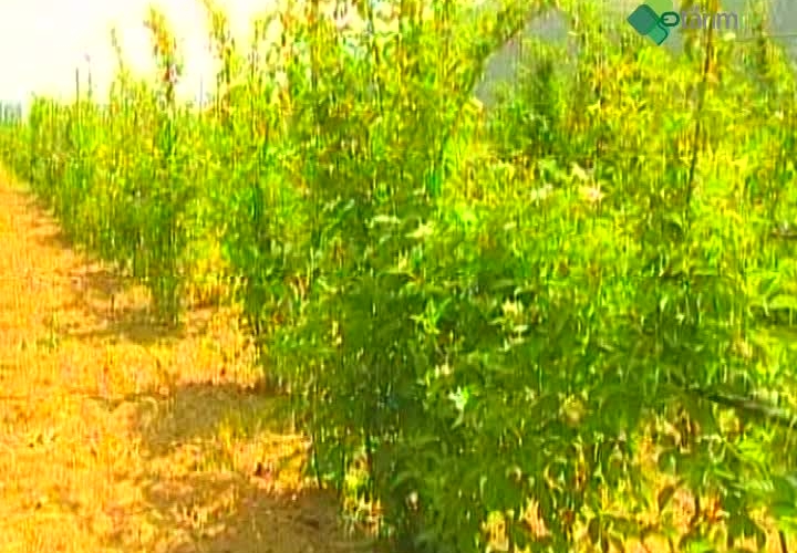 Böğürtlen Yetiştiriciliği