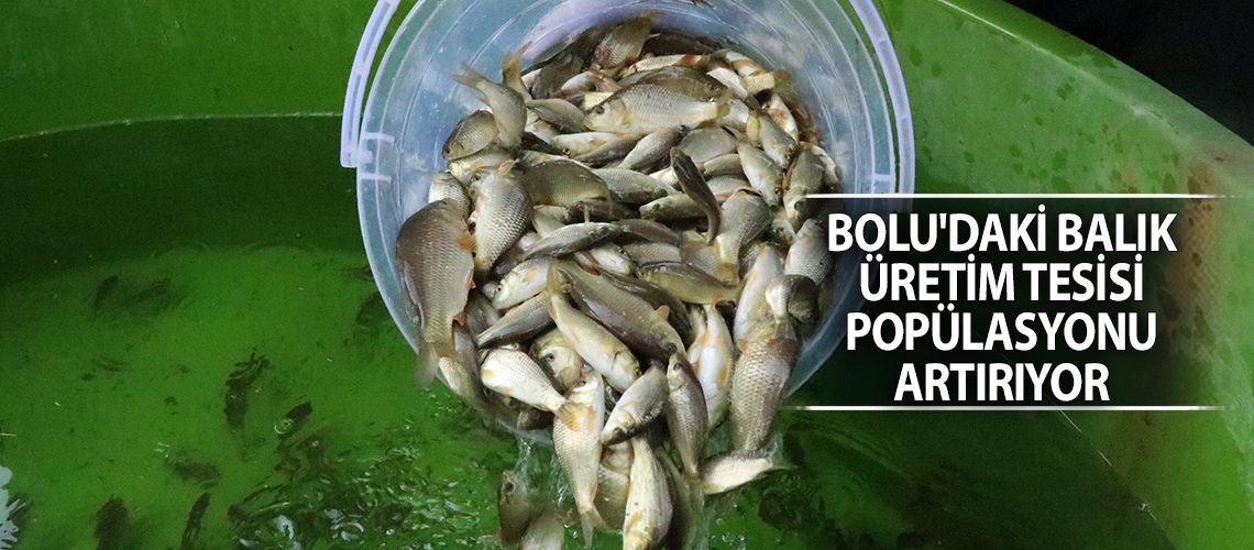 Bolu'daki balık üretim tesisi popülasyonu artırıyor