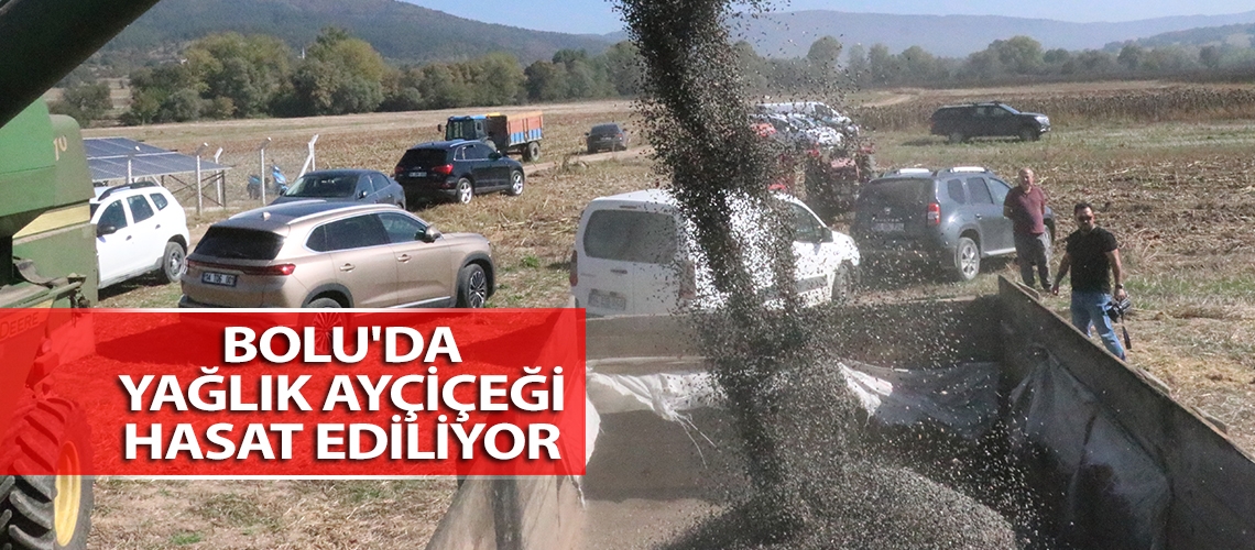 Bolu'da yağlık ayçiçeği hasat ediliyor