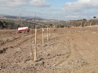Bolu Göynük’te ceviz bahçesi kuruldu