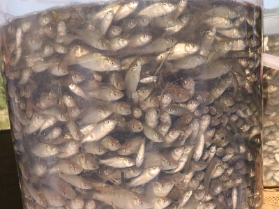Bolu'daki balık üretim tesisi popülasyonu artırıyor