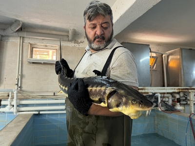 Mersin balığı üretiminde bir ilke imza atıldı