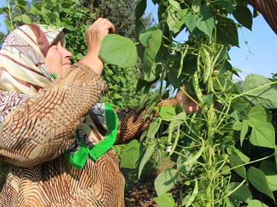 Boncuk fasulye çiftçinin yüzünü güldürüyor