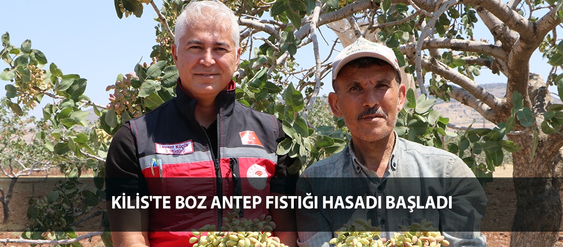 Kilis'te boz antep fıstığı hasadı başladı
