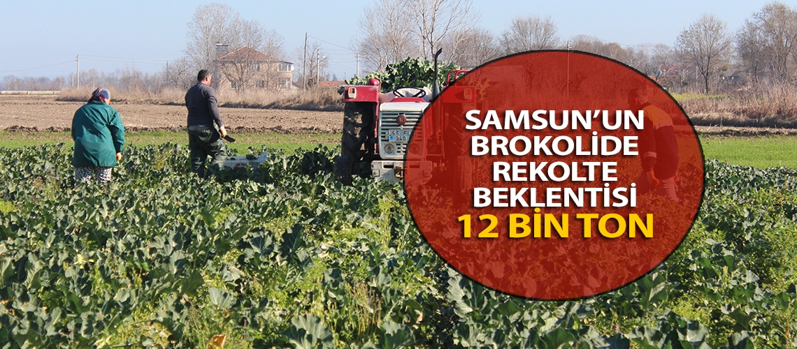 Samsun’un brokolide rekolte beklentisi 12 bin ton