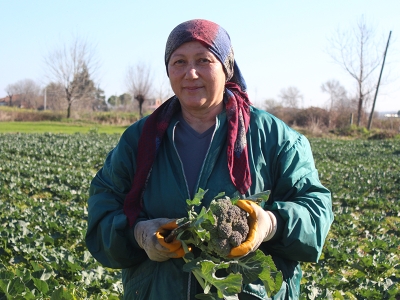 Samsun’un brokolide rekolte beklentisi 12 bin ton