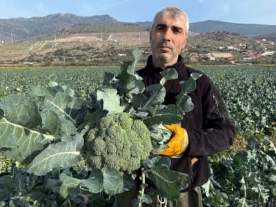 İzmir'de ‘yeşil altın’ hasat ediliyor