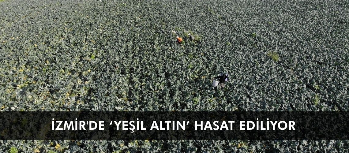 İzmir'de ‘yeşil altın’ hasat ediliyor