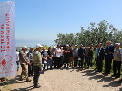 Kaliteli zeytin için eğitimler sürüyor