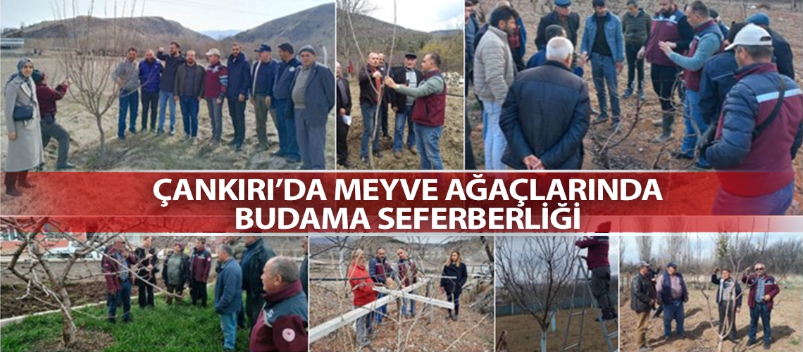 Çankırı’da meyve ağaçlarında budama seferberliği