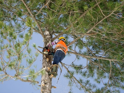 Kaz Dağları’nda ağaçlar gençleşiyor