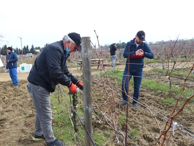 Üreticiler asma budama için yarıştı